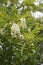 Beautifully blooming acacia flowers, twigs, branches, leaves. Robinia pseudoacacia Europe Hungary