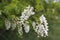 Beautifully blooming acacia flowers, twigs, branches, leaves. Robinia pseudoacacia Europe Hungary