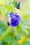 Beautifully blooming butterfly pea flowers