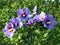 Beautifully blooming hibiscus syriacus \\\'Blue bird\\\'