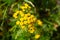 Beautifully blooming plant with yellow flowers