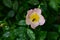 beautifully blooming rosehip flower after the rain