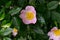 beautifully blooming rosehip flower after the rain