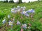 Beautifully blossomed blue granny's bonnet flowers