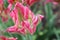 Beautifully blossomed fuchsia pink tulip