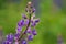 Beautifully blossomed lupine flowers and raindrops.