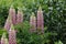 Beautifully blossomed Lupinus mutabilis plants