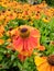 Beautifully blossomed orange Helenium flowers in the garden