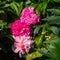 Beautifully blossomed pink peonies in  the garden