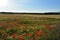 Beautifully blossomed poppy flowers in the field