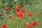 Beautifully blossomed poppy flowers in the field