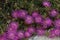 Beautifully blossomed purple  Delosperma flowers