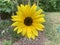 Beautifully blossomed sunflower in the garden