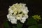 Beautifully blossomed white hydrangea flowers in the garden