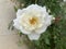 Beautifully blossomed white rose in the garden
