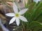 Beautifully blossomed white zephyranthes flower