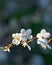 Beautifully blossoming tree branch