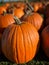 Beautifully bright orange pumpkins lined up in the late afternoon sun at a market.