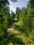 Beautifully carved out path on the Hickey Lake hiking trail in Duck Mountain Provincial Park, Manitoba, Canada