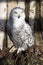 Beautifully colored male Snowy Owl, Nyctea scandiaca