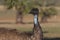 Beautifully colorful, curious emu portrait