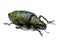 Beautifully coloured beetle of true weevils Curculionidae family native in Vietnam and southeastern Asia, on white background