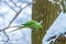 Beautifully coloured ring neck parakeet during winter