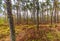 Beautifully  coniferous forest with soil-covering plants such as fern and blueberries