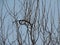 Beautifully curved bare branch of a Bush against the blue sky