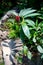 A beautifully curved exotic plant and its shadow.