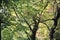 Beautifully curved trunk of the tree and green leaves