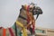 Beautifully decorated camel in beach side