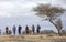 Beautifully dressed in their traditional clothing, maasai warriors walking in nature