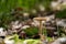 Beautifully exposed wild fresh mushroom in autumn forest