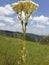 Beautifully flower plant inside Mau forest