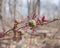 Beautifully flowering branch of a plant