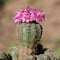 Beautifully flowers on the pink-dark flowering green cactus gymnocalycium bruchii even with small growths