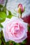 Beautifully fragrant pink Rose close up