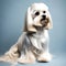 Beautifully groomed maltese shitzu - ai generated image