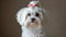 A beautifully groomed white Maltese dog with a pink bow on her head looks at the camera