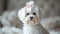 A beautifully groomed white Maltese dog with a pink bow on her head looks at the camera