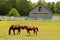 Beautifully Healthy Horses Grazing in an Open Field