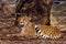 Beautifully lies by the stump. A bright red cheetah is resting and looking down on a withered grass in the rays of the setting sun