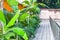 A beautifully manicured garden with decorated rocks pathway, ornamental plants, and flower bushes. Front lawn of a living house