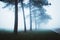 A beautifully moody foggy avenue of trees in the Cotswolds