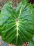 Beautifully patterned green Caladium leaves the middle is purple.