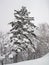 Beautifully picturesque snow covered trees, following heavy snowfall