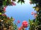 Beautifully pink blooming flowers field under sunshine in garden.