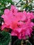 Beautifully pink bougenville flower