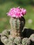 Beautifully on the pink-dark flowering cactus gymnocalycium bruchii even with small growths